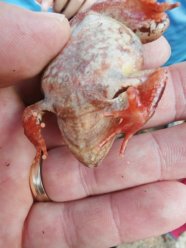 European Common Frog