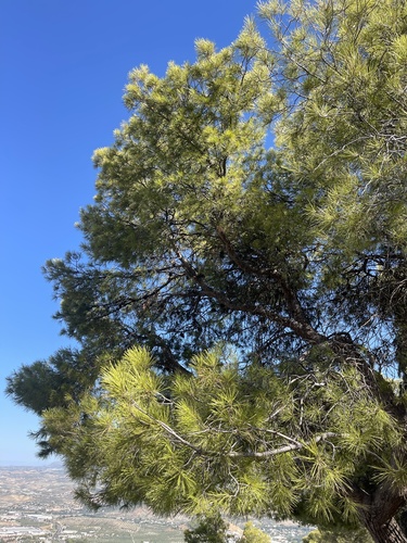Aleppo pine