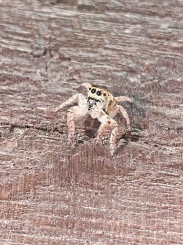 Carrhotus xanthogramma