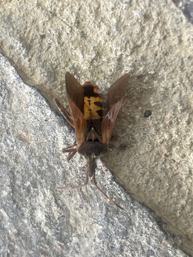 Western Conifer Seed Bug