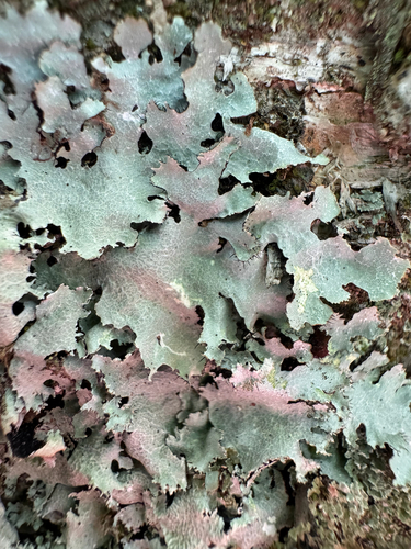 Variable Cracked-ruffle