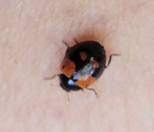 Two-spotted Lady Beetle