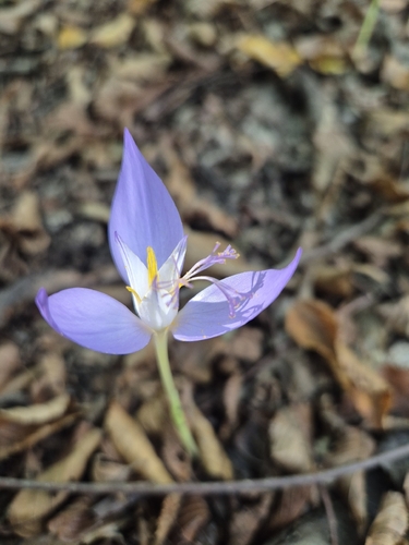 Byzantine Crocus