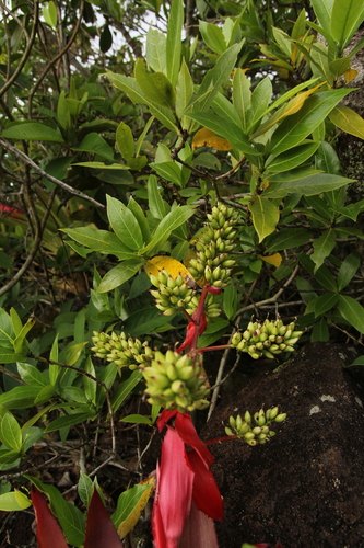 Aechmea haltonii thumbnail