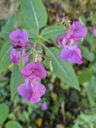 Himalayan balsam