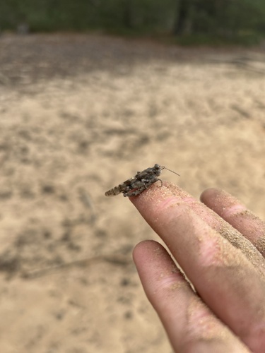 Blue-winged Sand Grasshopper