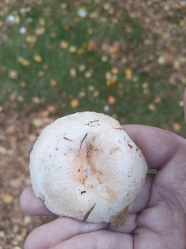 Downy milk cap