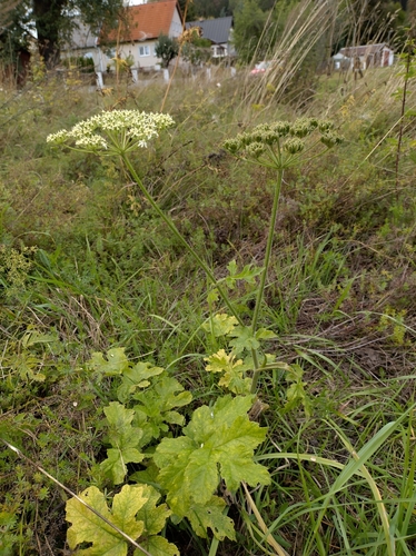 hogweed
