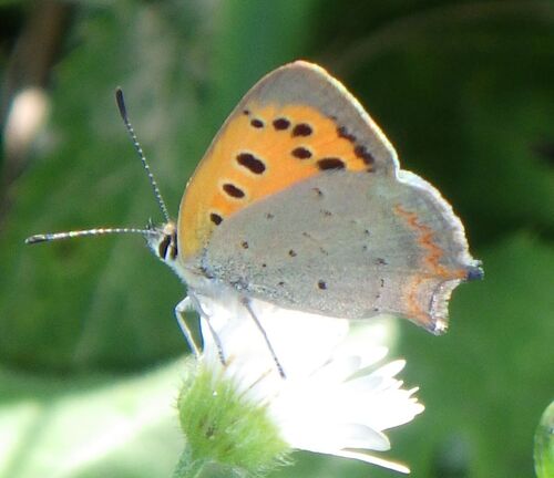 Small Copper