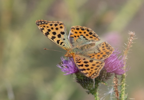 Queen of Spain Fritillary