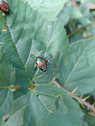 Japanese Beetle