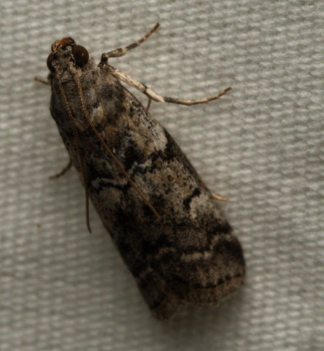 Salebriaria ademptandella