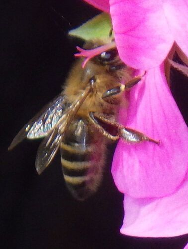 Western Honey Bee