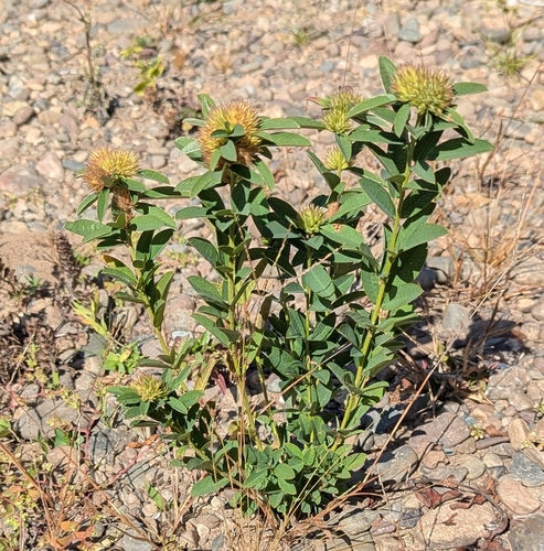round-headed bush clover