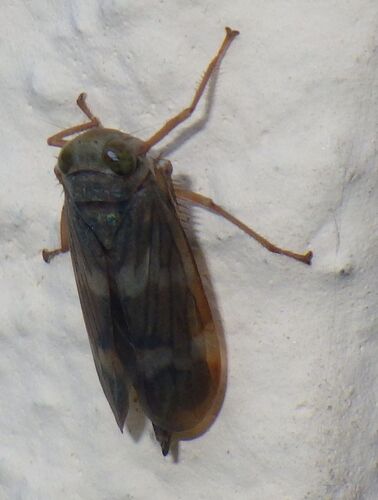 Coppery Leafhopper
