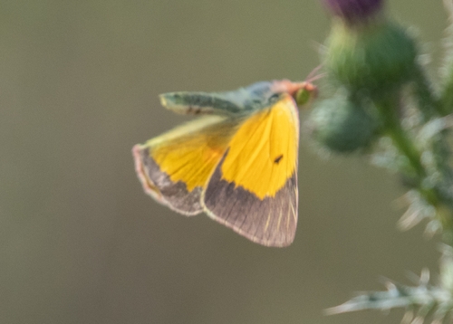 Clouded Yellow