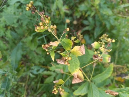 Yellow Loosestrife