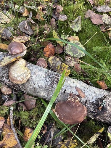 birch polypore