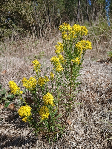 European goldenrod
