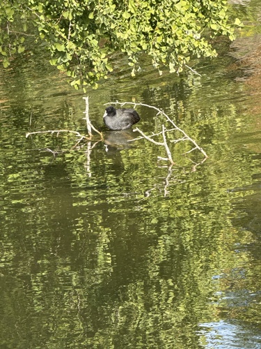 Eurasian Coot