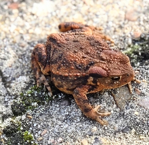 European Toad
