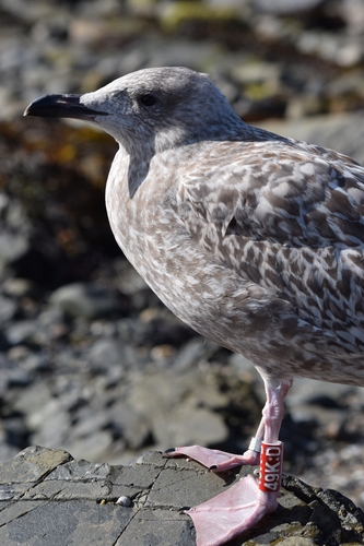 European Herring Gull