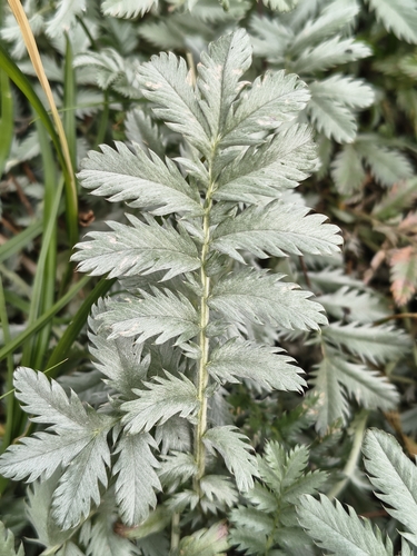common silverweed