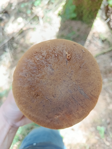 Dotted Stem Bolete