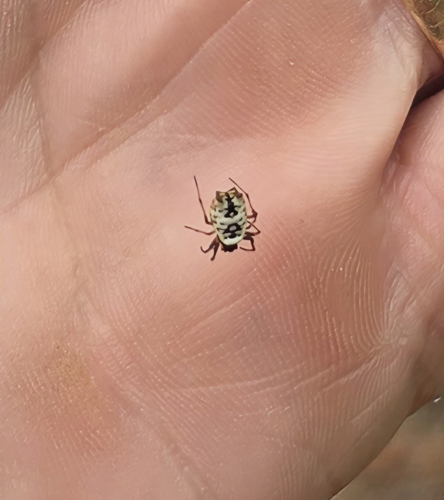 White Micrathena