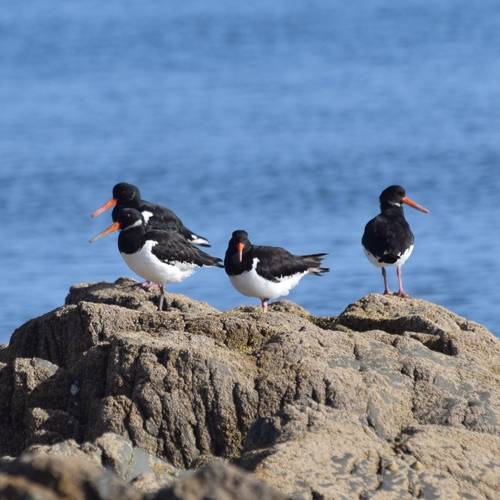 Eurasian Oystercatcher
