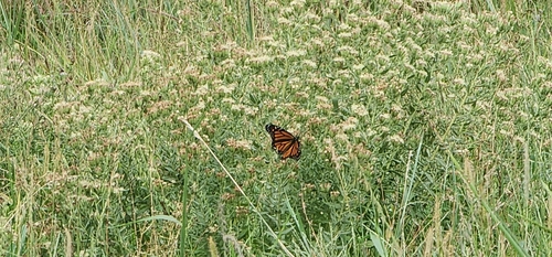 Monarch