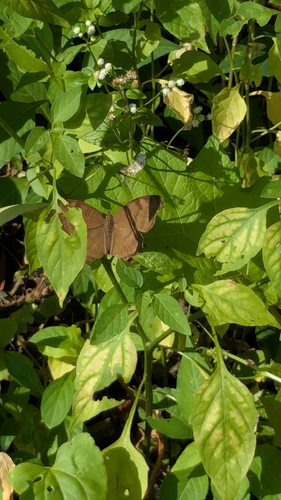 Chocolate Pansy