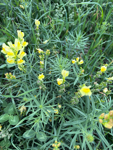 common toadflax
