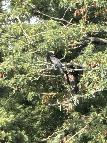Great Cormorant