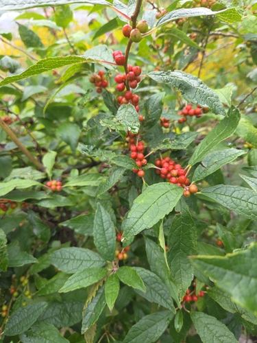 winterberry holly