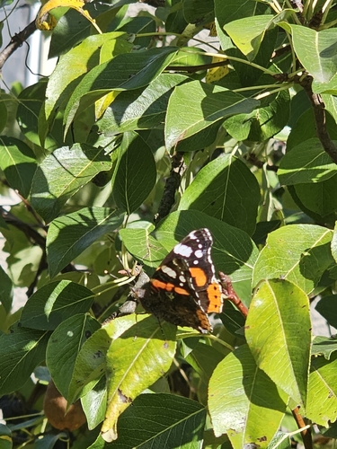 Red Admiral