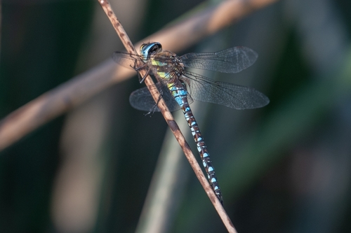 Migrant Hawker