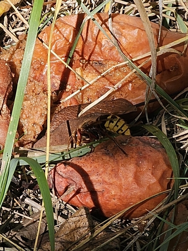 European Hornet