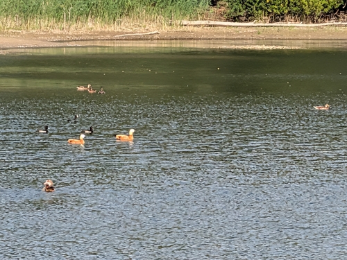 Ruddy Shelduck