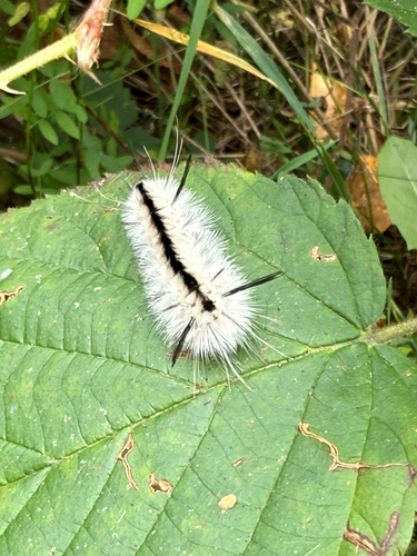 Hickory Tussock Moth