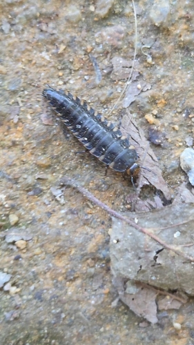 Sad Carrion Beetle