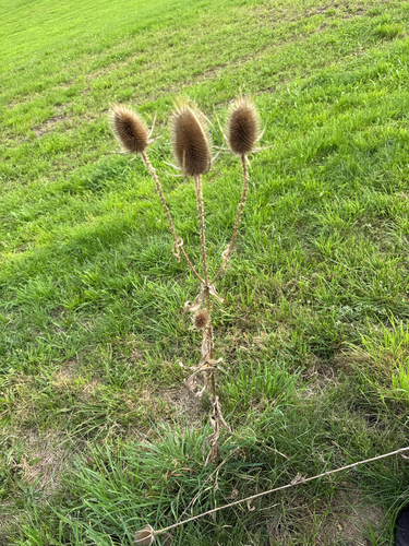 wild teasel