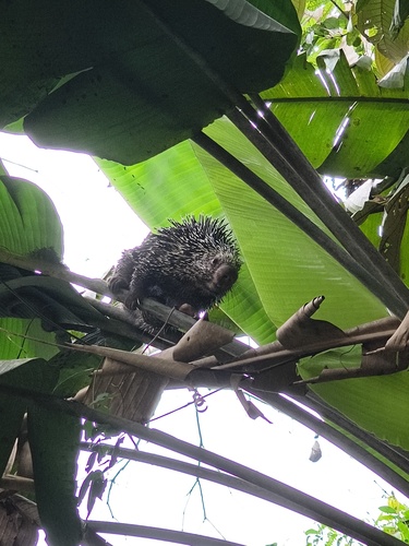 Coendou longicaudatus longicaudatus