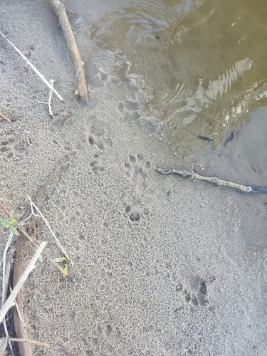 Eurasian Otter