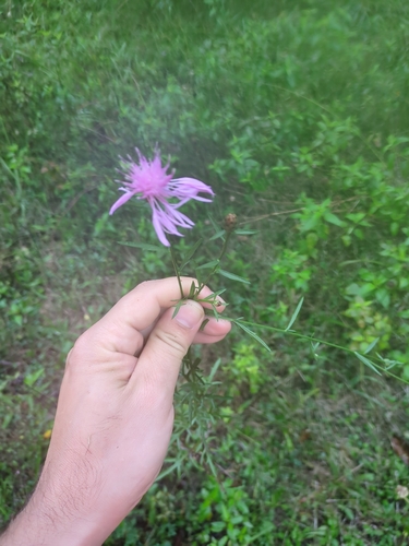 spotted knapweed