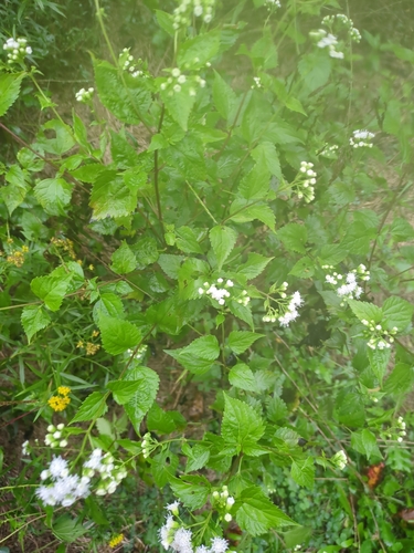 white snakeroot