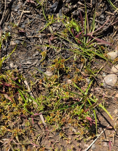 Bearded Flatsedge
