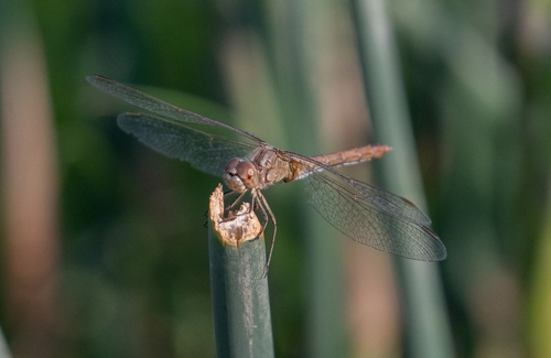 Southern Darter
