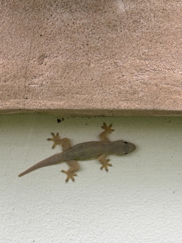 Flat-tailed House Gecko