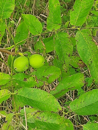 Persian walnut